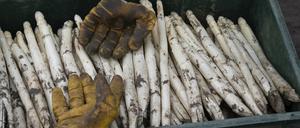 In Brandenburg wurde rund zehn Prozent weniger Spargel als in Spitzenzeiten geerntet.