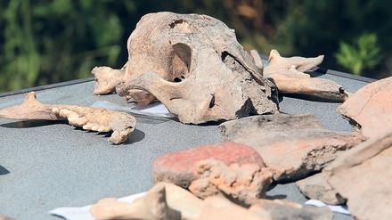Schädelknochen eines Hundes. Auf dem ehemaligen Kasernengelände wurden Siedlungreste, Alltagskeramik, Knochen – auch die eines Hundes, ganz oben zu sehen – und Steinwerkzeuge der Jastorf-Kultur aus der germanischen Besiedlung zwischen 600 vor und 200 nach Beginn unserer Zeitrechnung gefunden.