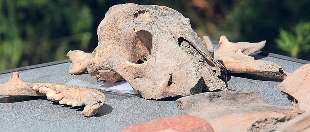 Schädelknochen eines Hundes. Auf dem ehemaligen Kasernengelände wurden Siedlungreste, Alltagskeramik, Knochen – auch die eines Hundes, ganz oben zu sehen – und Steinwerkzeuge der Jastorf-Kultur aus der germanischen Besiedlung zwischen 600 vor und 200 nach Beginn unserer Zeitrechnung gefunden.