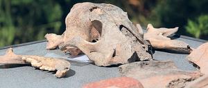 Schädelknochen eines Hundes. Auf dem ehemaligen Kasernengelände wurden Siedlungreste, Alltagskeramik, Knochen – auch die eines Hundes, ganz oben zu sehen – und Steinwerkzeuge der Jastorf-Kultur aus der germanischen Besiedlung zwischen 600 vor und 200 nach Beginn unserer Zeitrechnung gefunden.