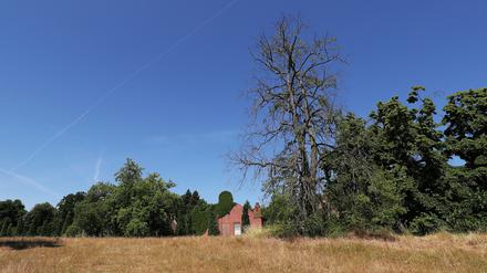 Die Trockenheit setzt den Bäumen in Straßen und Parks sichtlich zu.
