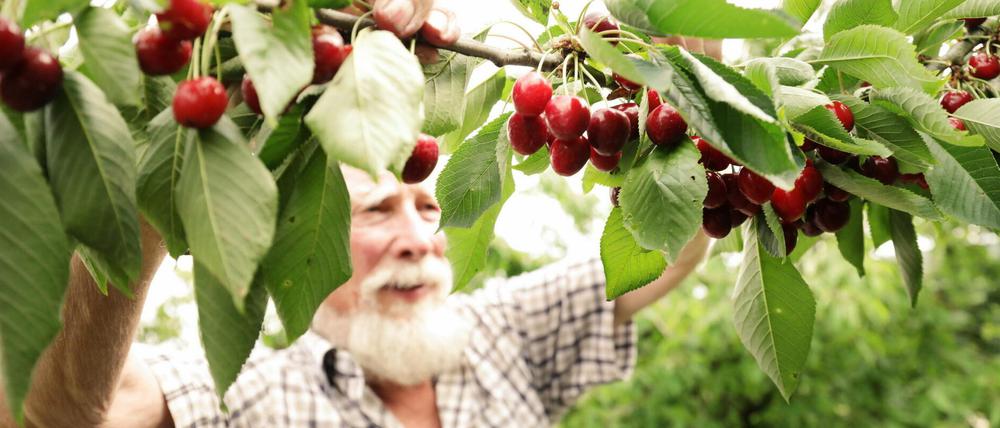 Bei Obstbauer Gerhard Neumann gibt es unter anderem Kirschen zur Selbsternte.