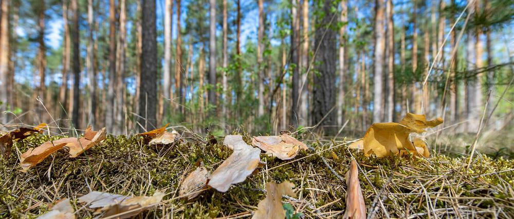 Trockenheit und Dürre gefährden Brandenburgs Wälder (Archivfoto).
