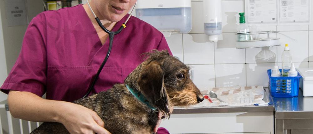 Tierkliniken müssen 24 Stunden am Tag einen Notdienst organisieren (Symbolbild).