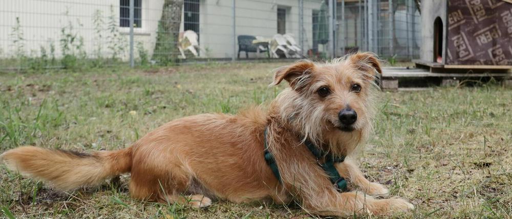 Hund Balou vor dem bislang einzigen funktionsfähigen Gebäude des Potsdamer Tierheims.