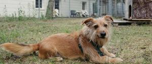 Hund Balou vor dem bislang einzigen funktionsfähigen Gebäude des Potsdamer Tierheims.