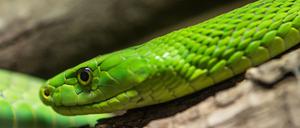 Eine Grüne Mamba. 14 Giftschlangen holte die Polizei aus einer Wohnung in Potsdam, eine weitere wird noch gesucht.