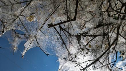 Die Raupen der Gespinstmotten spinnen Sträucher ganz ein. In Potsdams Schlösserparks ist das seit 2020 vermehrt zu beobachten - aber ungefährlich für Mensch und Pflanze.