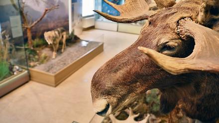 Unter Elchen. Für Regentage empfiehlt Wolfgang Mörtl einen Besuch im Naturkundemuseum in der Breiten Straße.