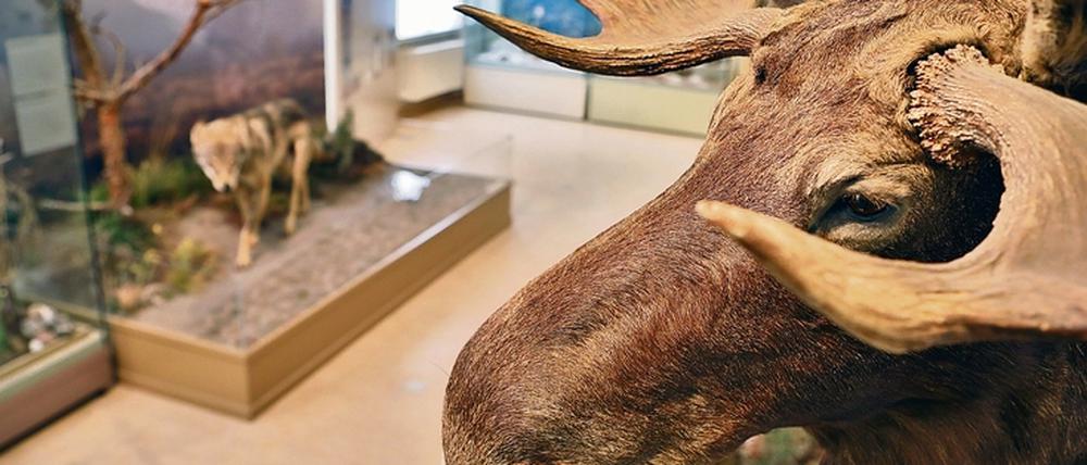 Unter Elchen. Für Regentage empfiehlt Wolfgang Mörtl einen Besuch im Naturkundemuseum in der Breiten Straße.