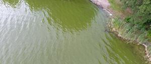 Blaualgen sind unter anderem an einer intensiven grünlichen Trübung des Wassers erkennbar (Symbolbild).