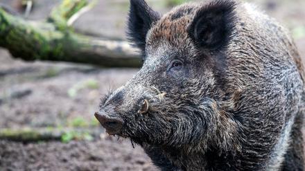 In Brandenburg wurden bisher fast 1500 Schweinepest-Fälle registriert (Symbolbild).