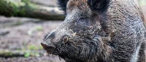 In Brandenburg wurden bisher fast 1500 Schweinepest-Fälle registriert (Symbolbild).