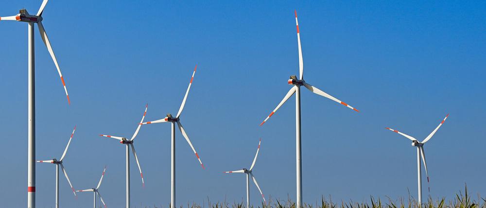 Windenergieanlagen stehen hinter einem Maisfeld in Sieversdorf (Oder-Spree). 