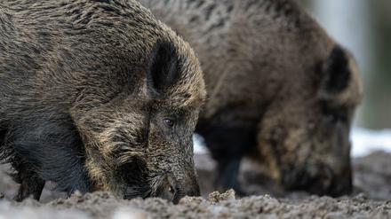 Im Kreis Spree-Neiße wurden zahlreiche infizierte Wildschwein entdeckt (Symbolbild).