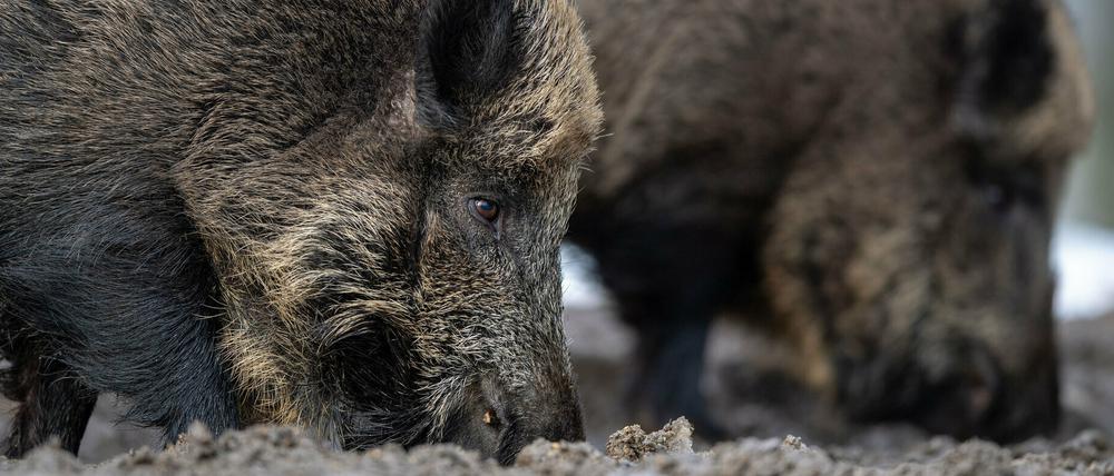 Im Kreis Spree-Neiße wurde das erste infizierte Wildschwein entdeckt (Symbolbild).