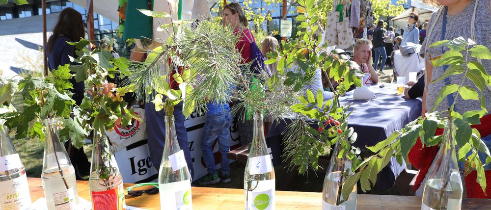 2019 ließen sich beim Umweltfest Baumarten erkennen.