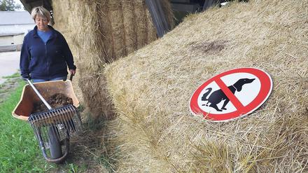 Kot macht Heu unbrauchbar und potenziell sogar gefährlich – ohne dass das gleich auffällt.