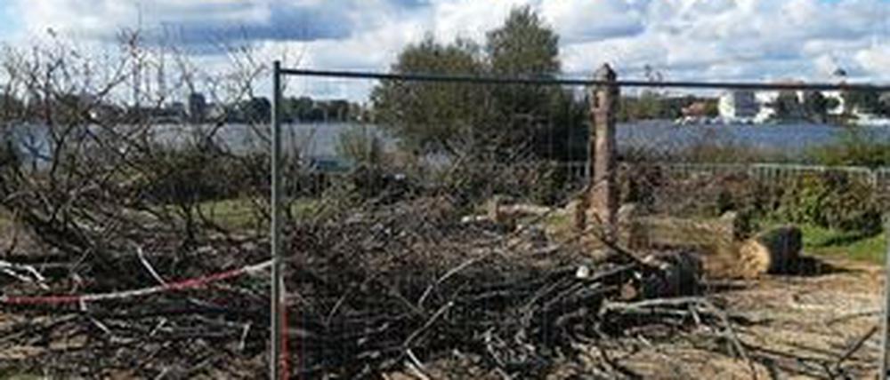 Nicht mehr standsicher: Zwei Linden am Aussichtsplatz Bildstöckl mussten gefällt werden. 