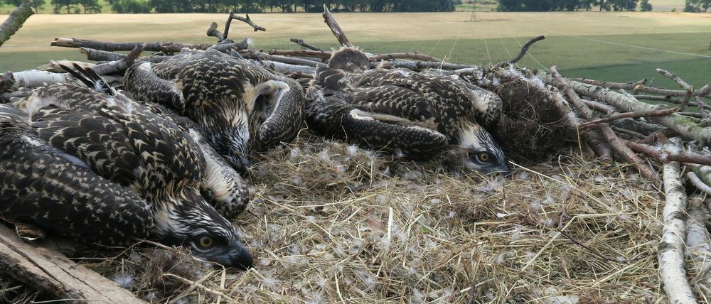 Fischadlernachwuchs im Horst