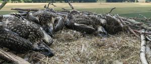 Fischadlernachwuchs im Horst