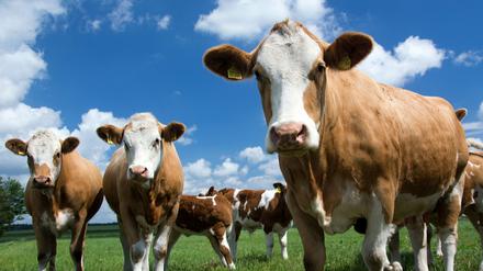 Fleckviehrinder  auf einer Weide (Symbolbild).