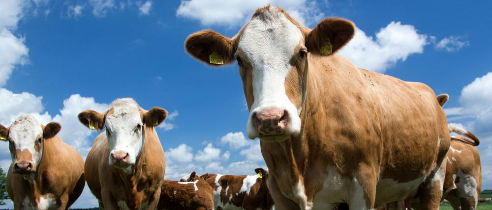 Fleckviehrinder auf einer Weide (Symbolbild).