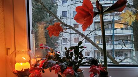 Was ist Ihr Lichtblick in diesem zweiten Corona-Winter? Schreiben Sie uns eine E-Mail an potsdam@pnn.de.