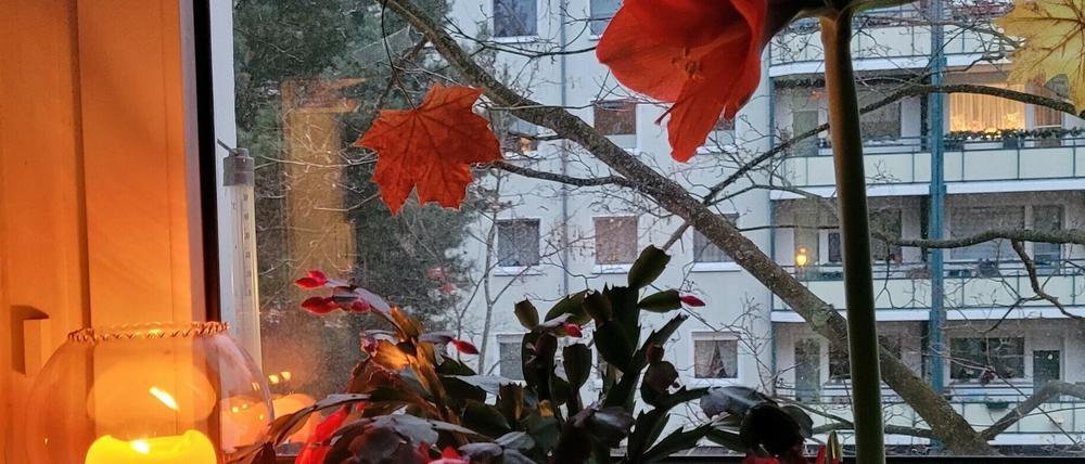 Was ist Ihr Lichtblick in diesem zweiten Corona-Winter? Schreiben Sie uns eine E-Mail an potsdam@pnn.de.
