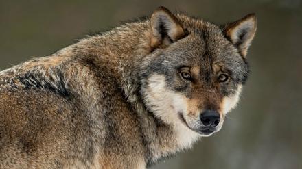 Für das Wolfsmonitoring haben die Bundesländer mehr als 27.000 Hinweise ausgewertet (Archivbild).
