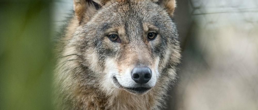 Kluger Räuber. Wölfe sind kooperativ und lernen schnell. Zum Schaden der Rehe und Schafe.