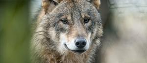 Kluger Räuber. Wölfe sind kooperativ und lernen schnell. Zum Schaden der Rehe und Schafe.