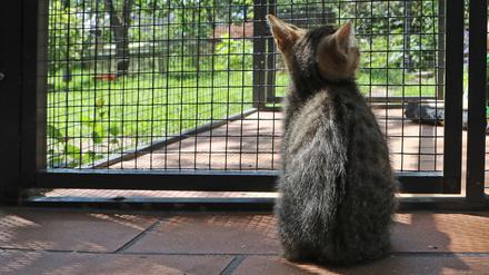 Die aufgefundenen Tiere sollen an neue Besitzer vermittelt werden. (Archivbild)