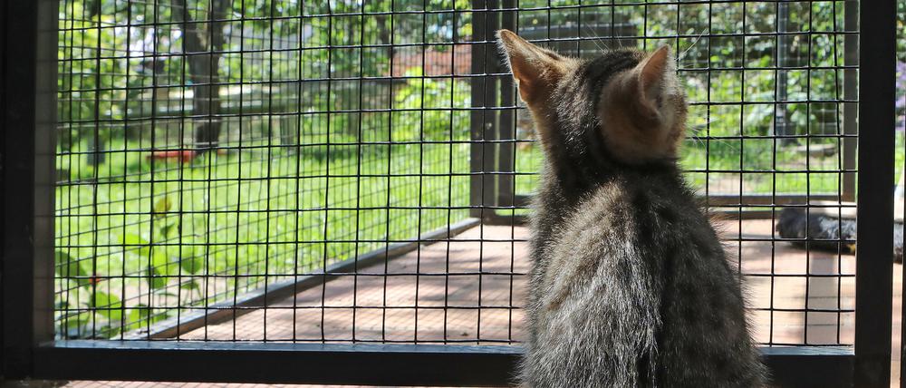 Die aufgefundenen Tiere sollen an neue Besitzer vermittelt werden. (Archivbild)