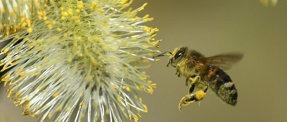 Die Imkerei sei mit der Zucht resistenter Bienensorten gefordert, so Minister Axel Vogel.