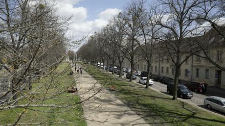 Viele Bäume in der Stadt gelten wegen des Klimawandels als geschädigt. Die Grünen wollen nun hunderte neue Bäume pflanzen lassen. (Symbolbild)