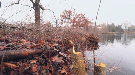 Kahlschlag. Die illegalen Holzfäller kamen am Wochenende. In einem Bereich von 50 Metern haben sie dreist alle jungen Erlen im Welterbepark abgesägt. Die Bäume sollten eigentlich den Uferabschnitt sichern. Foto: Ottmar Winter