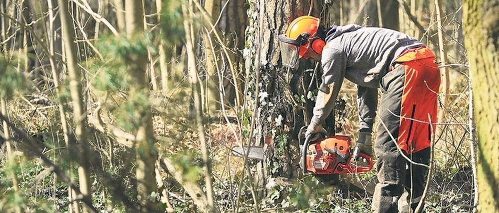 In einem Waldstück nahe des Lindenparks sind etliche Kiefern und andere Bäume gefällt worden.