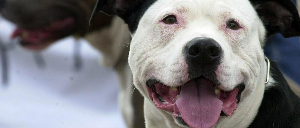 Pitbull Terrier gehören zu den sogenannten Kampfhunden, die in Brandenburg vom Halteverbot betroffen sind.