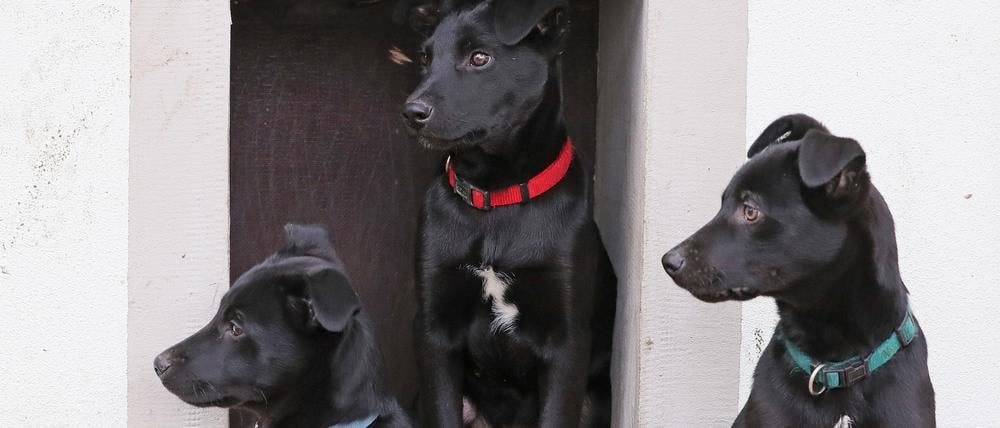 Diese drei ukrainischen Hunde leben derzeit im Potsdamer Tierheim. 