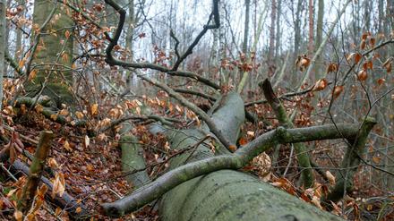 Die Kinder entdeckten die Granate im Wald (Symbolbild).
