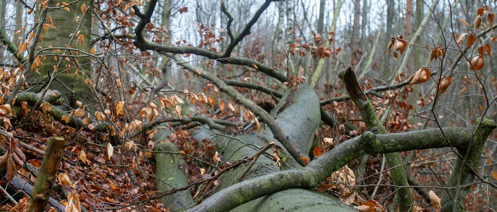 Die Kinder entdeckten die Granate im Wald (Symbolbild).