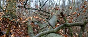 Die Kinder entdeckten die Granate im Wald (Symbolbild).