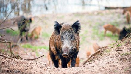 Wildschweine in der Region.