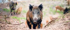 In Kleinmachnow und Stahnsdorf treiben sich die Wildschweine nicht nur in Waldgebieten herum, sondern auch in den Ortschaften.