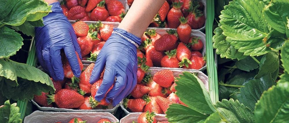 Erdbeeren gehören zu den liebsten Frühjahrsspeisen der Deutschen. 