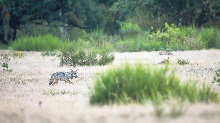 Ein Wolfswelpe in der Heide mit Knochen im Maul. 
