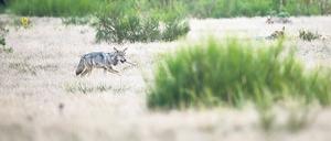 Ein Wolfswelpe in der Heide mit Knochen im Maul. 