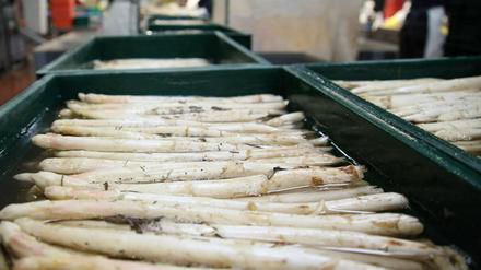 Auch auf dem Spargel- und Erlebnishof Klaistow sind die Folgen der teuren Produktionskosten zu spüren. 