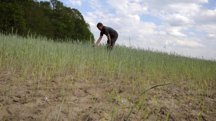 Potsdams Landwirte litten im Mai unter der Trockenheit.